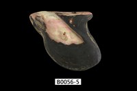 藏品(企鵝鶯蛤)的圖片